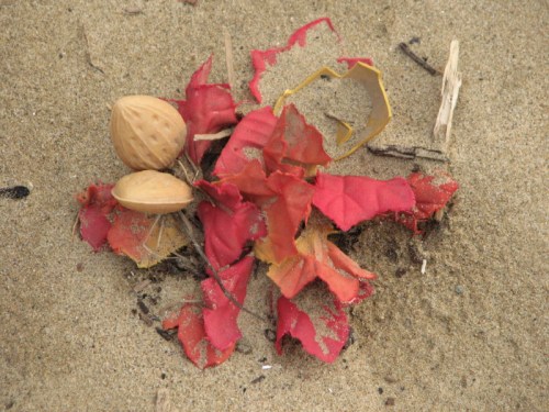 Flame Nut with seeds