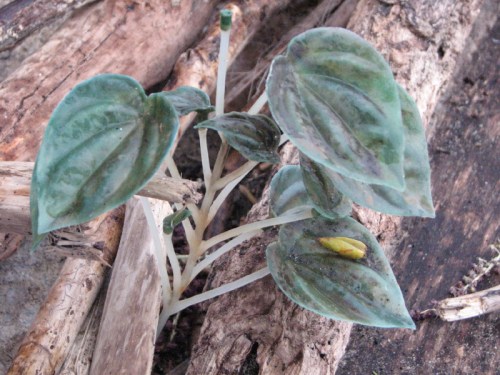 Petrochemical Coleus