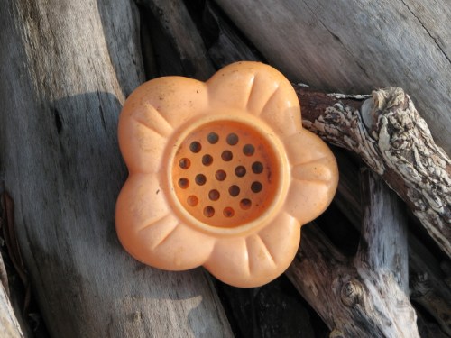 Orange Forget-me-not