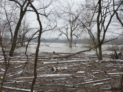high Ohio River at the Falls of the Ohio, Feb., 3, 2013