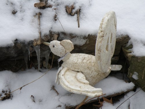 Snow Cock sipping water, Feb. 2013