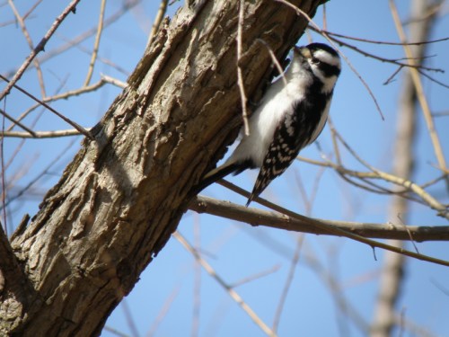 female Downy Woodpecker, Feb. 2013