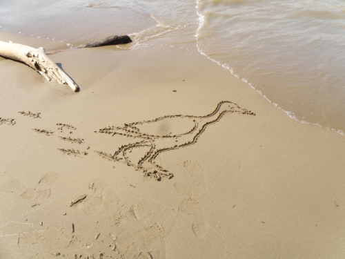 walking goose drawing in sand, March 2013
