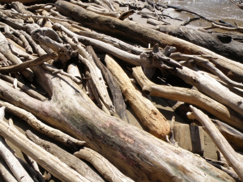 detail of driftwood, March 2013