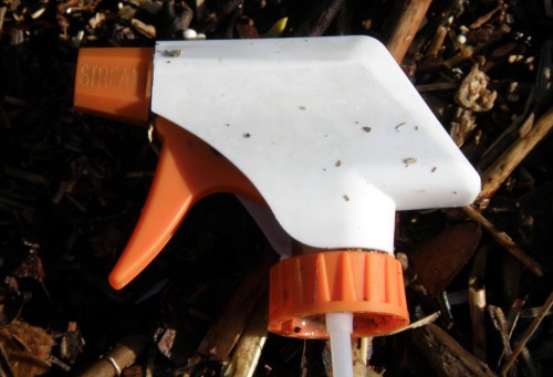 orange and white trigger, March 2013