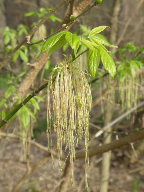 pollinating tree, April 2013