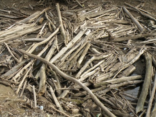 driftwood at the creek, April 2013