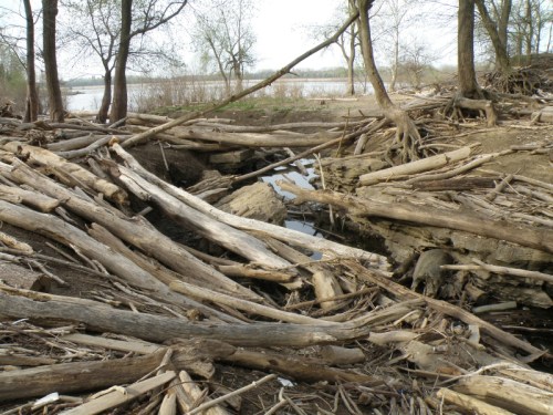 driftwood at the creek, April 2013