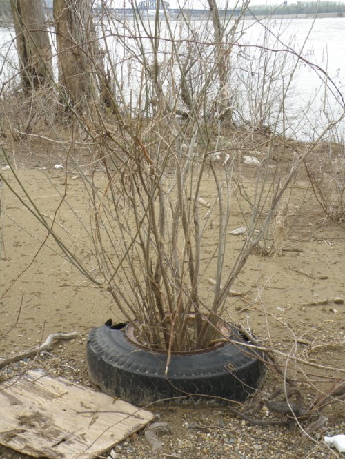Willow growing within a tire, April 2013