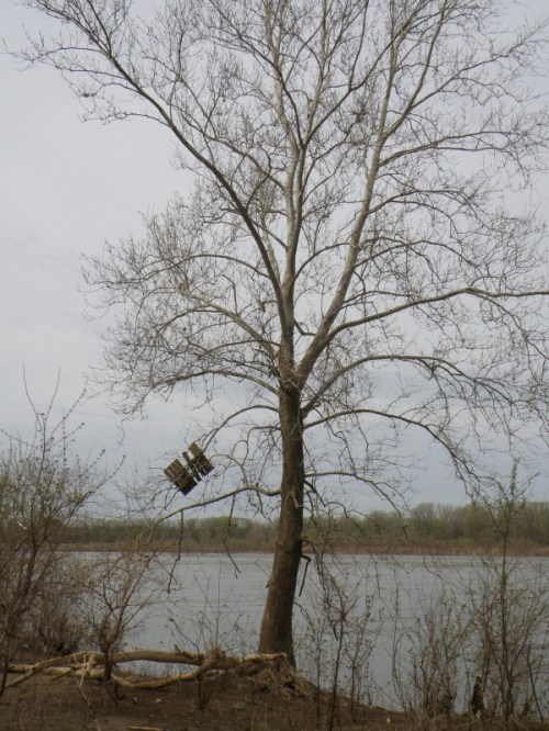 tree with snagged wooden palette, April 2013