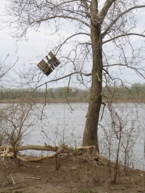 tree with snagged wooden pallet, April 2013