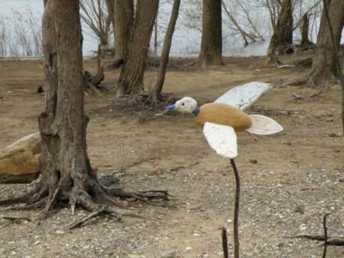 Swept-wing dove flying over bottom land, April 2013