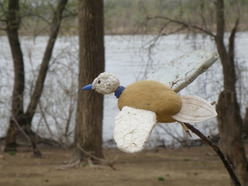 Swept-wing dove in flight, April 2013