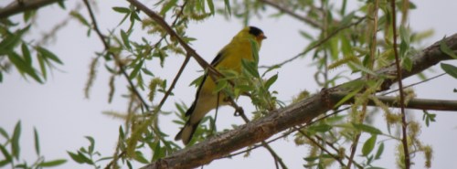 male American goldfinch and willow, May 2013
