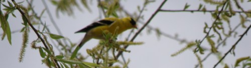 American goldfinch, male, May 2013