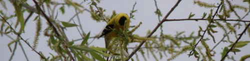 goldfinch willow 4.5_1_1