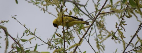 American goldfinch on willow, May 2013