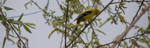 goldfinch on willow, May 2013