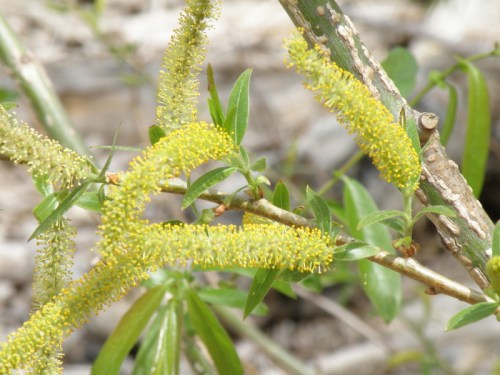 black willow catkins, May 2013