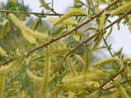 black willow catkins, Falls of the Ohio, May 2013