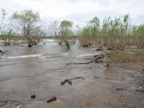 wet willows at the Falls of the Ohio, May 2, 2013