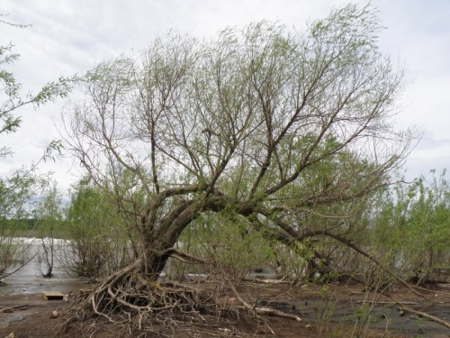 willow, early May, Falls, 2013