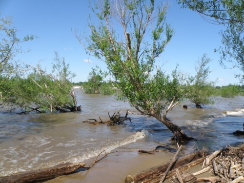Falls of the Ohio, mid May 2013