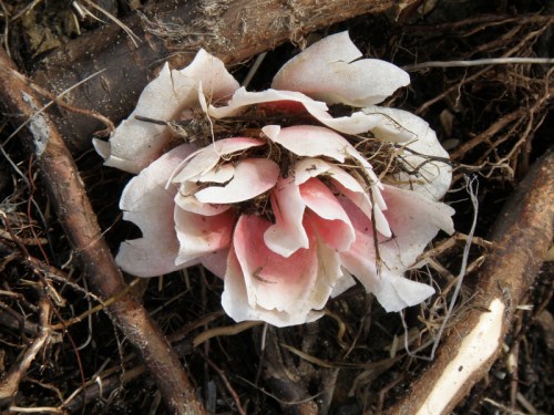 Chemical Rose variety with rootlets, 2013