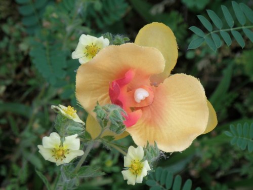 Yellow Fabric Pansy on Primrose, Falls of the Ohio, 2013