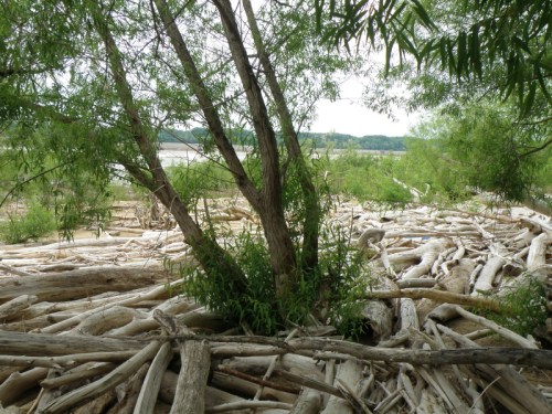 Falls of the Ohio, late May 2013