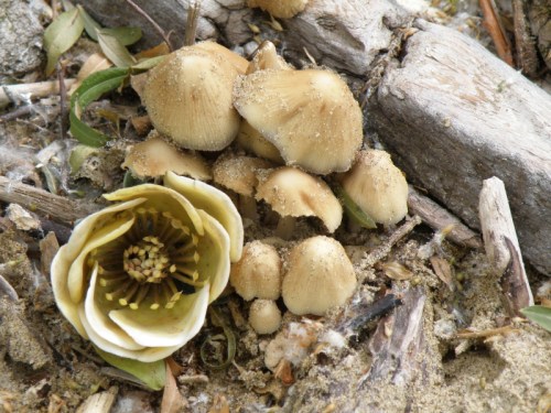 The Mushroom Flower, Falls of the Ohio, 2013