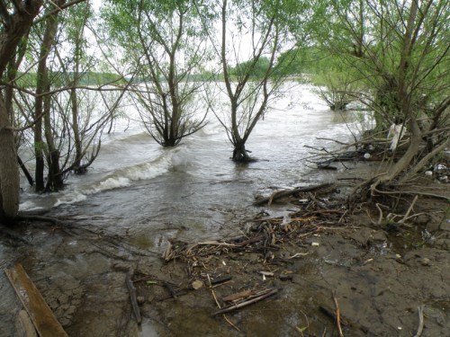 Falls of the Ohio, late May 2013