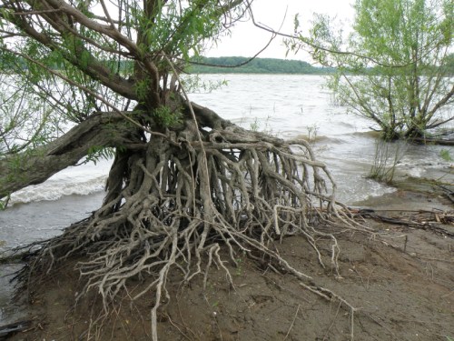 willow tree and roots at the Falls of the Ohio, May 2013