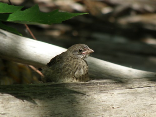 young Brown-headed Cowbird, June 2013