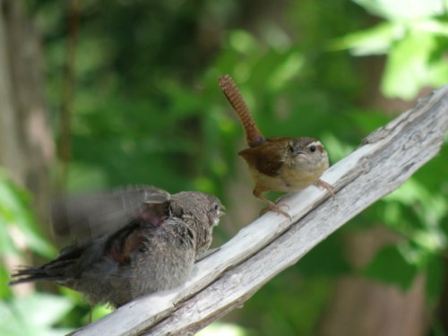 Brown-headed Cowbird chick and Carolina Wren, Falls of the Ohio, June 2013