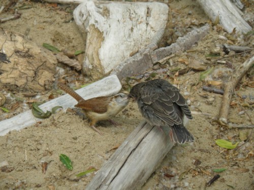 Carolina Wren feeding a Brown-headed Cowbird chick, Falls of the Ohio, June 2013