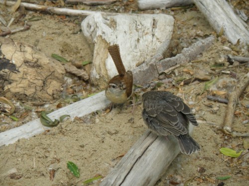 Carolina Wren and Brown-headed Cowbird chick, June 2013
