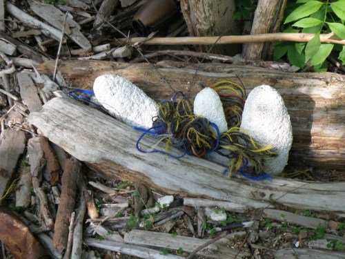 giant spider egg cases?, Falls of the Ohio, May 2013