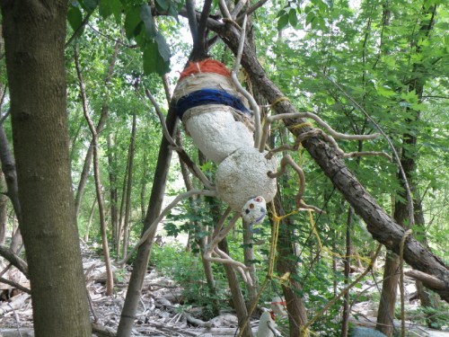 Giant Driftwood Spider on web, June 2013
