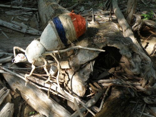 Giant Driftwood Spider, May 2013