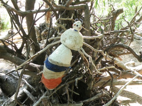 Giant Driftwood Spider on tree roots, May 2013