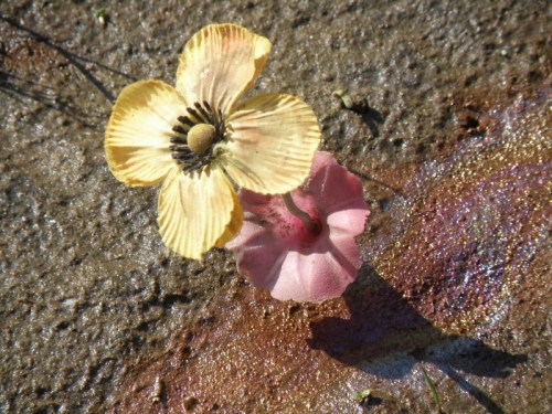 Petrochemical Petunia, Falls of the Ohio, 2013