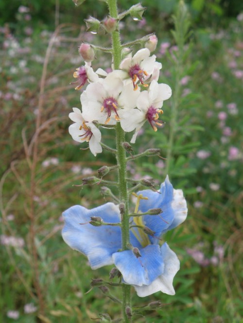 Augmented Moth Mullein, Falls of the Ohio, 2013