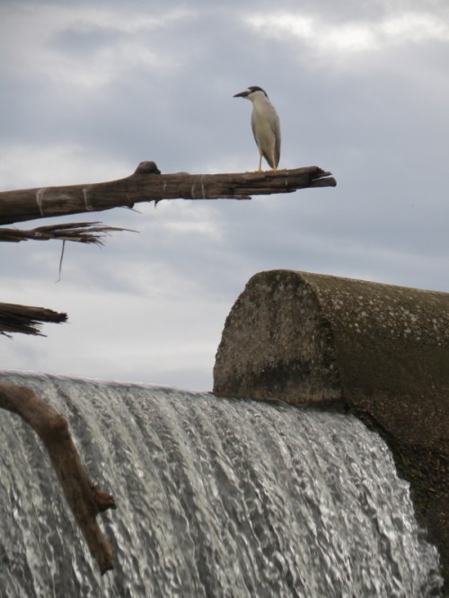 Black-crowned Night Heron at the Falls of the Ohio, June 2013
