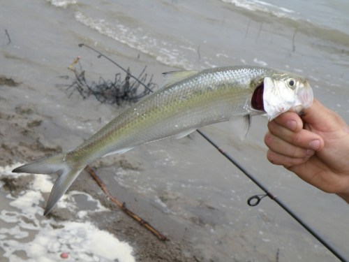 Skipjack herring at the Falls of the Ohio, June 2013