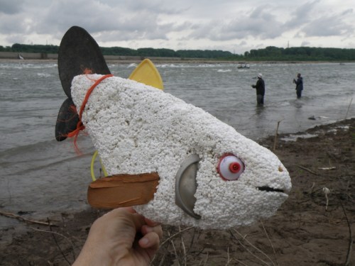 Yellow-fin Carp in hand, June 2013