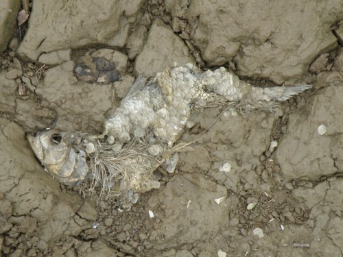dead fish at the Falls, June 2013