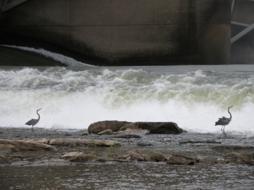 Great Blue Herons by the tainter gates at the Falls of the Ohio, June 2013