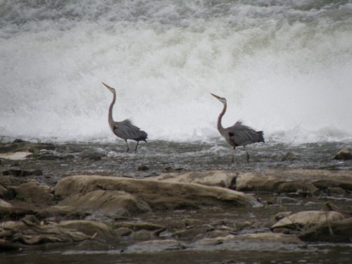 Great Blue Heron pair, June 2013