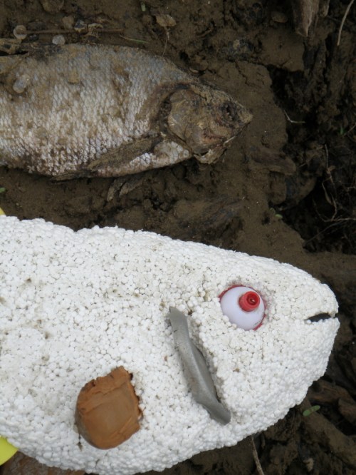 Fish studies, June 2013